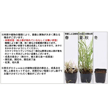 (山野草)ボタンボウフウ(牡丹防風) 3号(1ポット) 本州・四国限定
