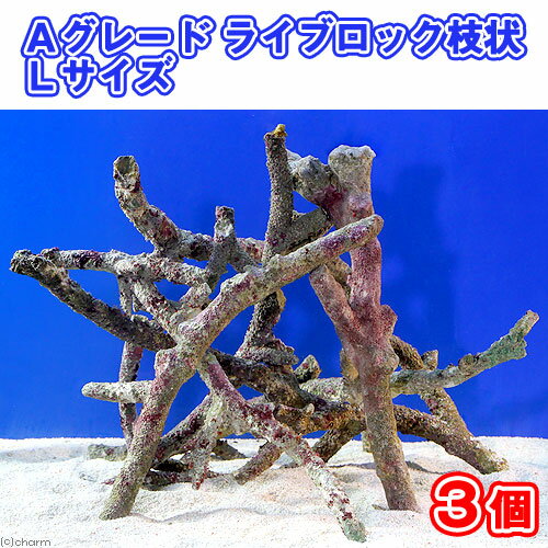 （海水魚）Aグレードライブロック　枝状Lサイズ（3個）（形状お任せ）