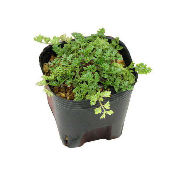 （山野草）ハマゼリ（浜芹）　3号（1ポット）（休眠状態）のサムネイル