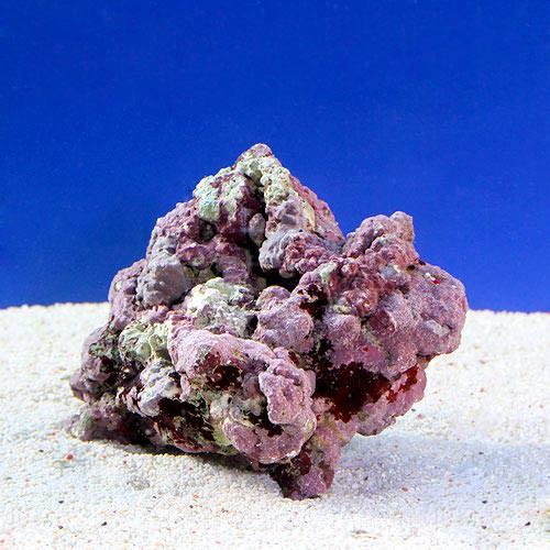 （海水魚）ライブロック　EXSグレード　レッドロック　SSサイズ（3個）（形状お任せ）　北海道・九州航空便要保温