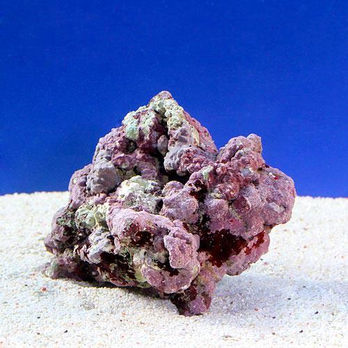 （海水魚）ライブロック　EXSグレード　レッドロック　SSサイズ（5個）（形状お任せ）　北海道・九州航空便要保温
