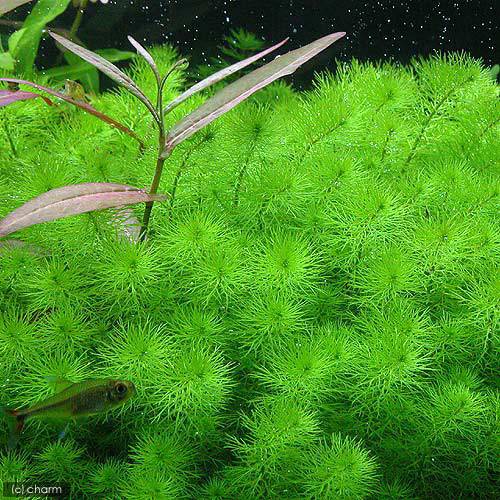（水草）ミリオフィラムsp．（ガイアナドワーフ）鉢植え（水上葉）（無農薬）（1鉢）