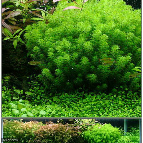 �ʿ���˥ߥꥪ�ե����sp���ʥ������ʥɥ�ա�ȭ�����ʿ���աˡ�̵�����ˡ�1ȭ��