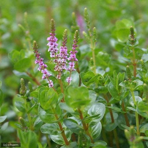 （水草）鉢植え　ロタラ　ロトンディフォリア（水上葉）（無農薬）（1鉢）