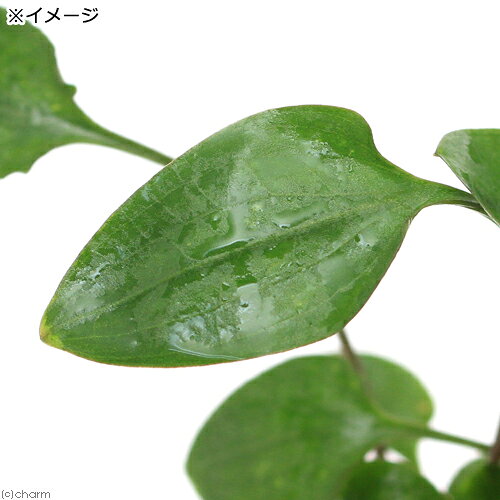（水草）クリプトコリネ　ワリシー（インボイス）（1ポット分）