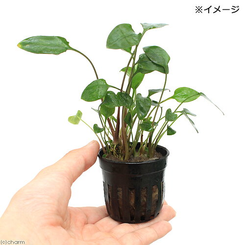 （水草）クリプトコリネ　ワリシー（インボイス）（1ポット分）