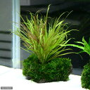 (水草)ブリクサショートリーフ&ミックスモス 穴あき溶岩石付(無農薬)(1個)