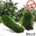 （水草）育成済　ウォーターフェザー付　流木　SSサイズ（約10cm）（無農薬）（1本）