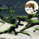 （水草）巻きたて 南米ウィローモス 枝状流木 Mサイズ（約20cm～）（水中葉）（無農薬）（1本）