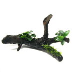 （水草）アヌビアスナナ・プチ＆南米ウィローモス付　枝状流木　Sサイズ（10cm～）（1本）