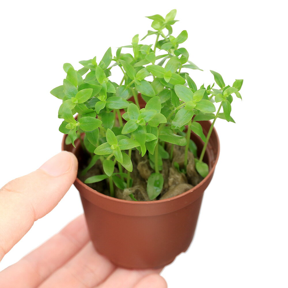 �ʿ����ȭ�������֥饸�ꥢ��ե饸�㥤��ʿ���աˡ�̵�����ˡ�1ȭ��