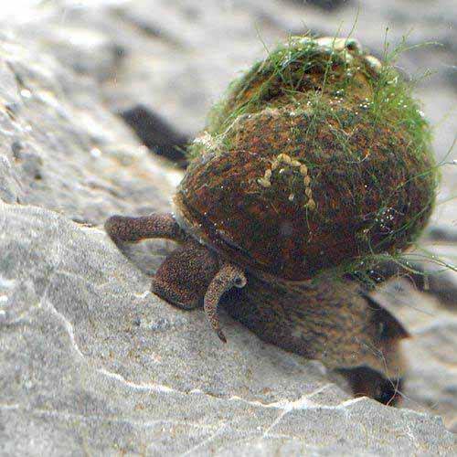 （エビ・貝）死着保証あり　生餌　ヒメタニシ（500g）　活餌