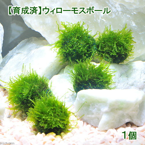 水草 ★育成済★ ウィローモス ボール 水中葉 無農薬 1個 