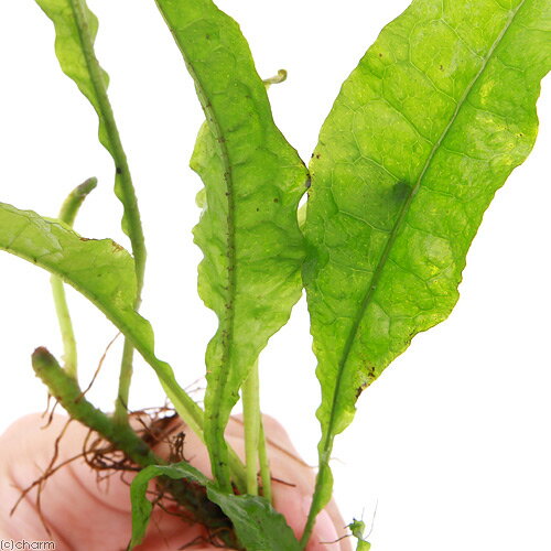 �ʿ���˥ߥ������ꥦ��sp���ƥͥ���໺�ʿ����աˡ�1����