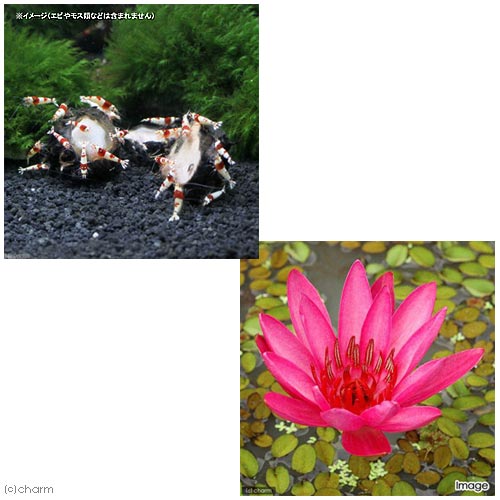 �ʿ���ˡʿ��ꤢ��˥����˥�ե����庬��̵�����ˡ�1�ġ�