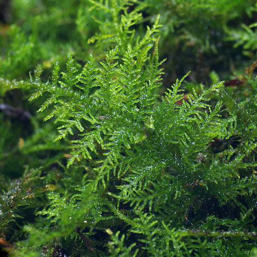 シノブゴケの育て方 植物ノート