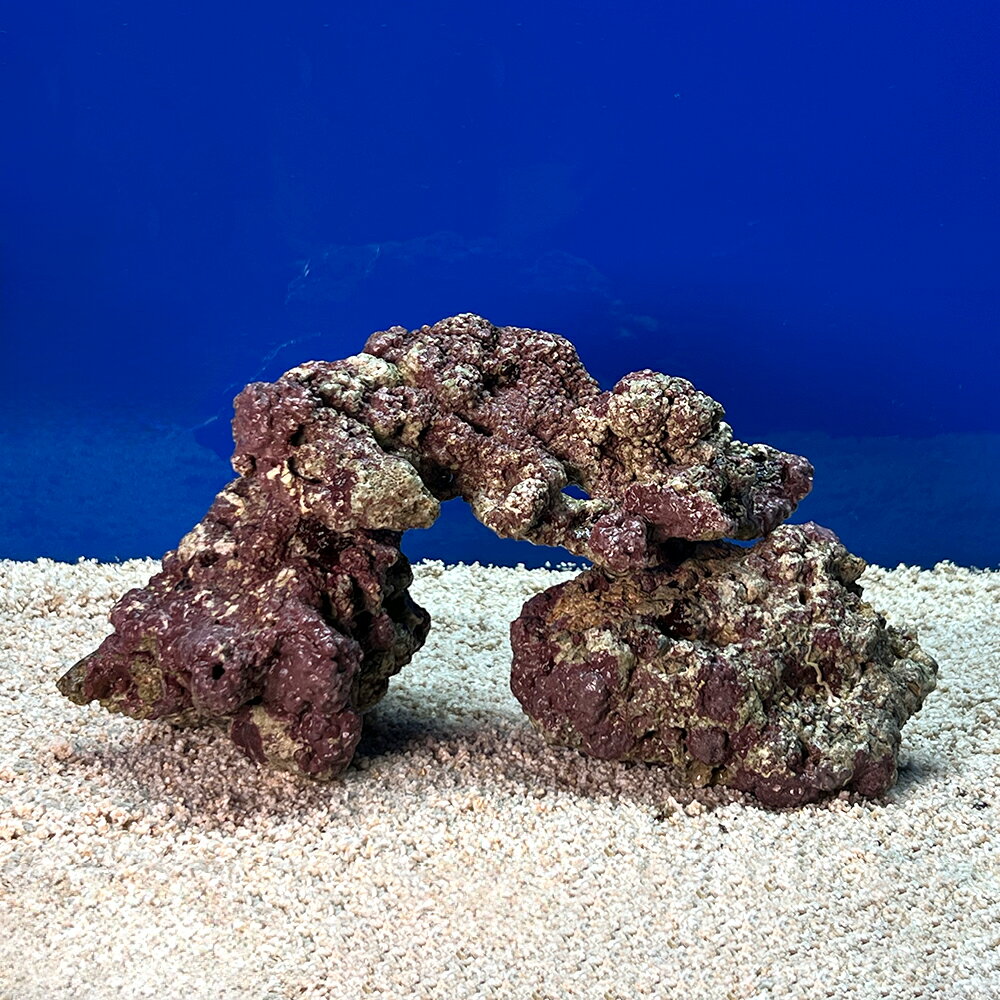 楽天市場】海水魚 ライブロックの通販 楽天市場】海水魚 ライブロックの通販