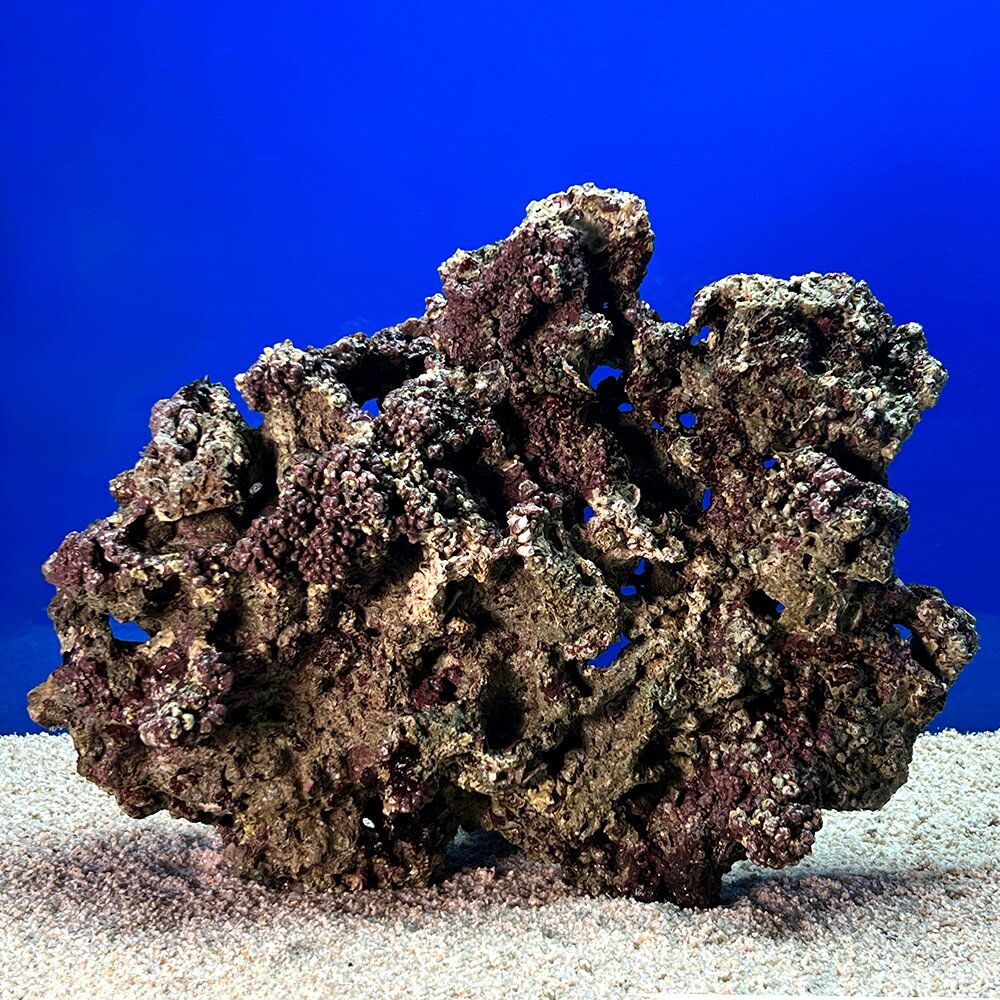 （海水魚）一点物　ライブロック（LLサイズ）　LR−3622（1個）　北海道・九州航空便要保温