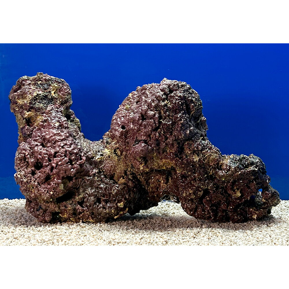 天然ライブロック 一点物 特大サイズ 珊瑚 サンゴ　海水魚　8キロ超え 天然ライブロック 一点物 特大サイズ 珊瑚 サンゴ 海水魚 8キロ