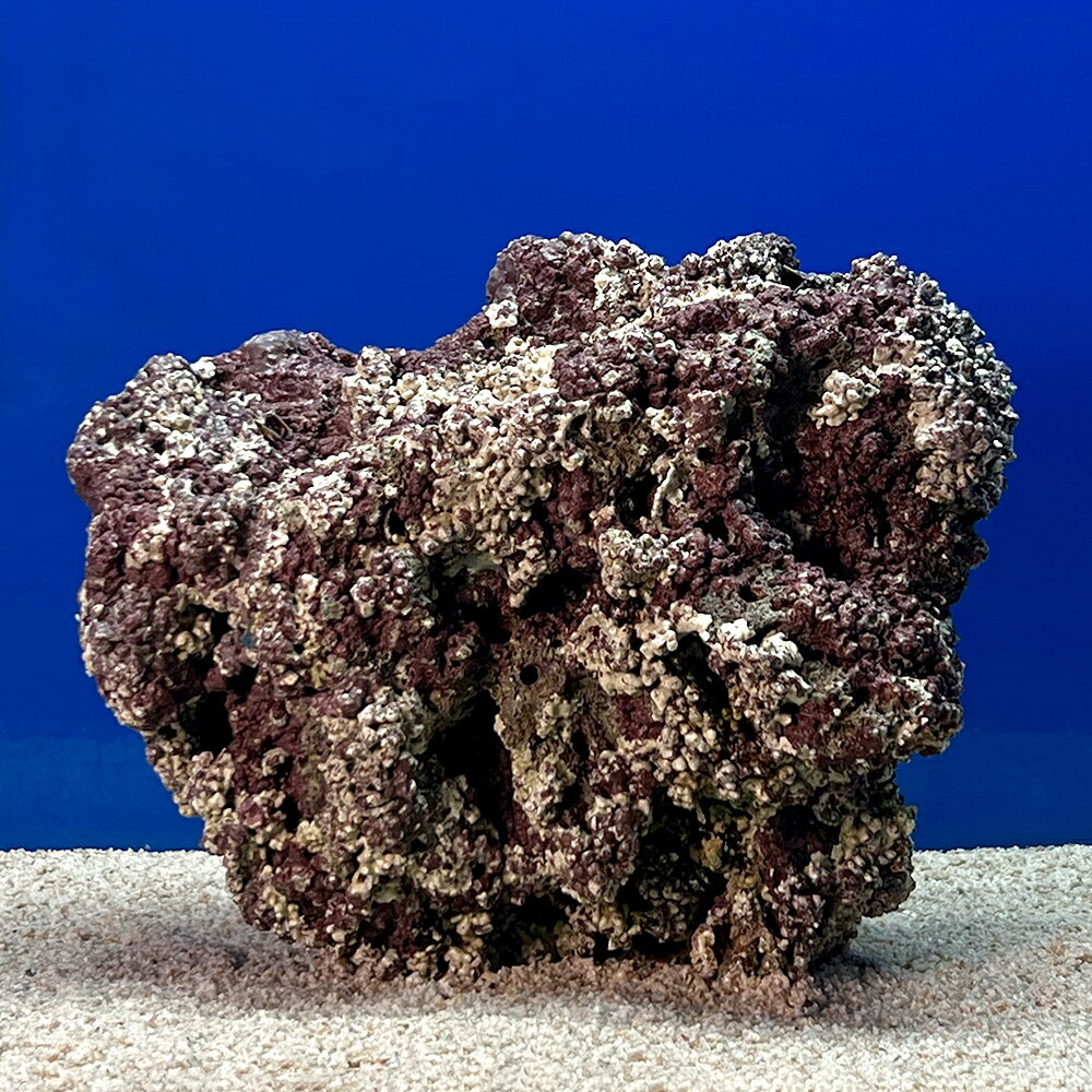 （海水魚）一点物　ライブロック（LLサイズ）　LR−3634（1個）　北海道・九州航空便要保温