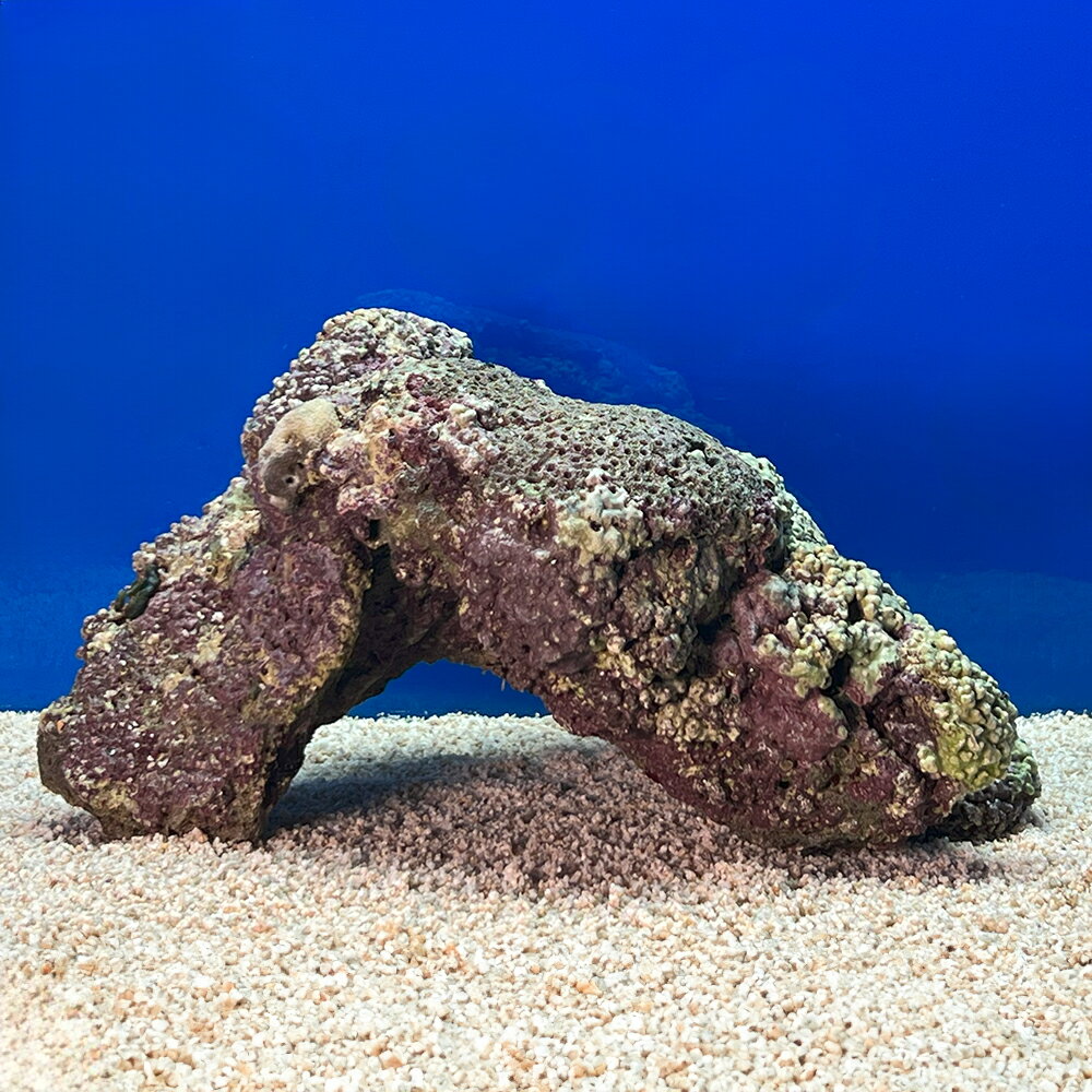 （海水魚）一点物　ライブロック（LLサイズ）　LR−3647（1個）　北海道・九州航空便要保温