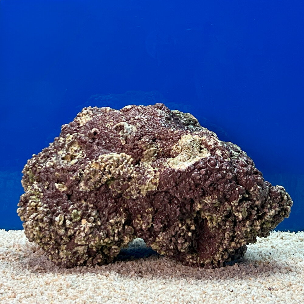 （海水魚）一点物　ライブロック（LLサイズ）　LR−3648（1個）　北海道・九州航空便要保温