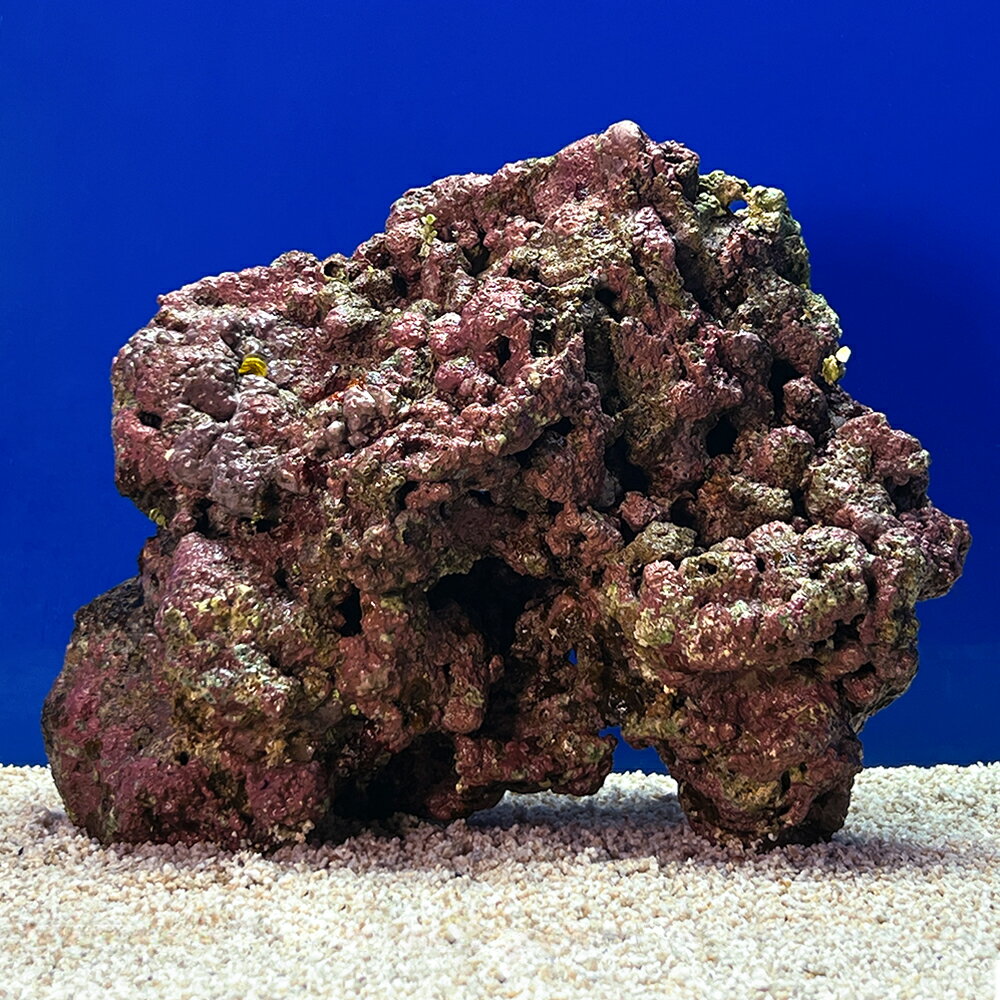 （海水魚）一点物　ライブロック（Lサイズ）　LR−3686（1個）　北海道・九州航空便要保温