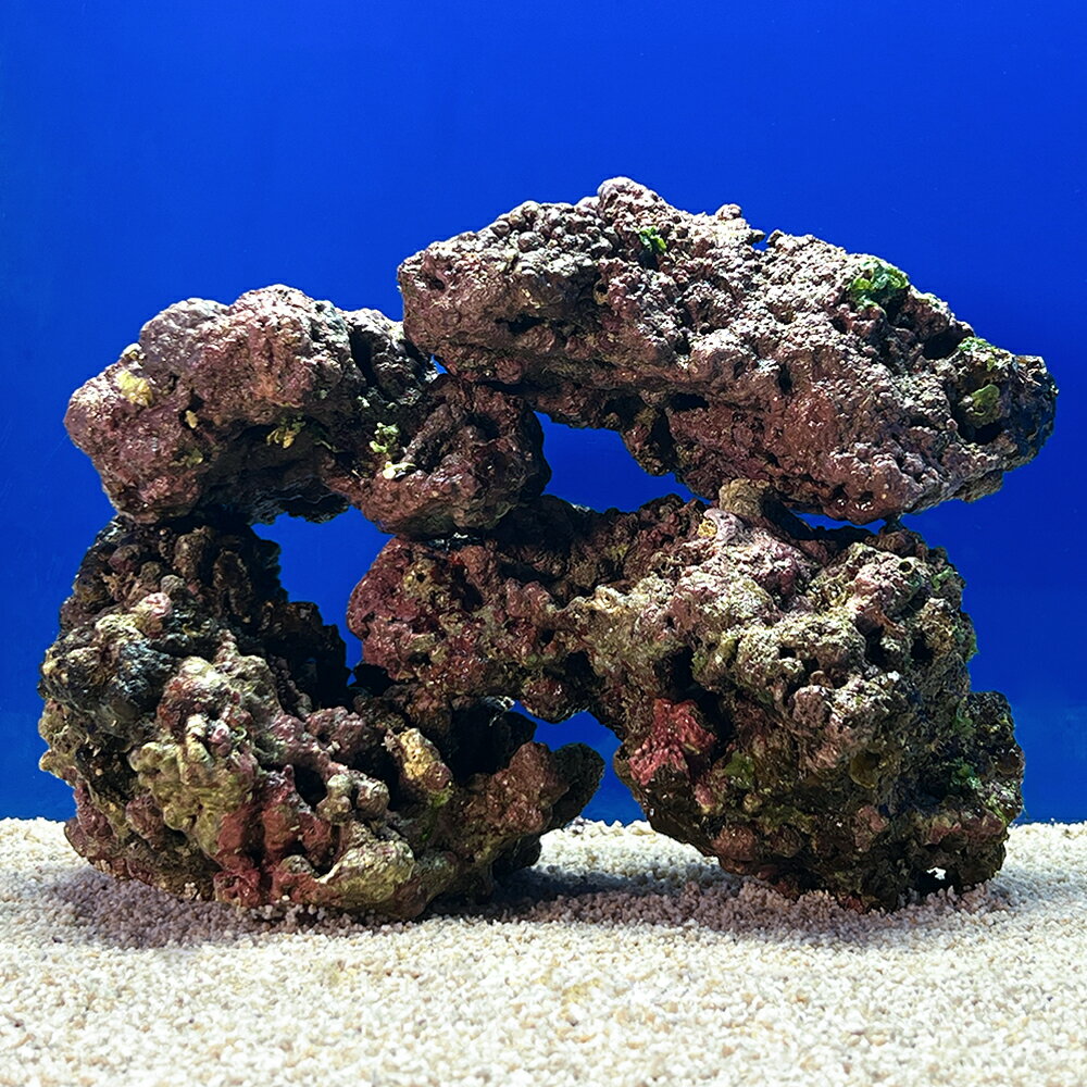 （海水魚）一点物　ライブロック（LLサイズ）　LR−3688（1セット）　北海道航空便要保温