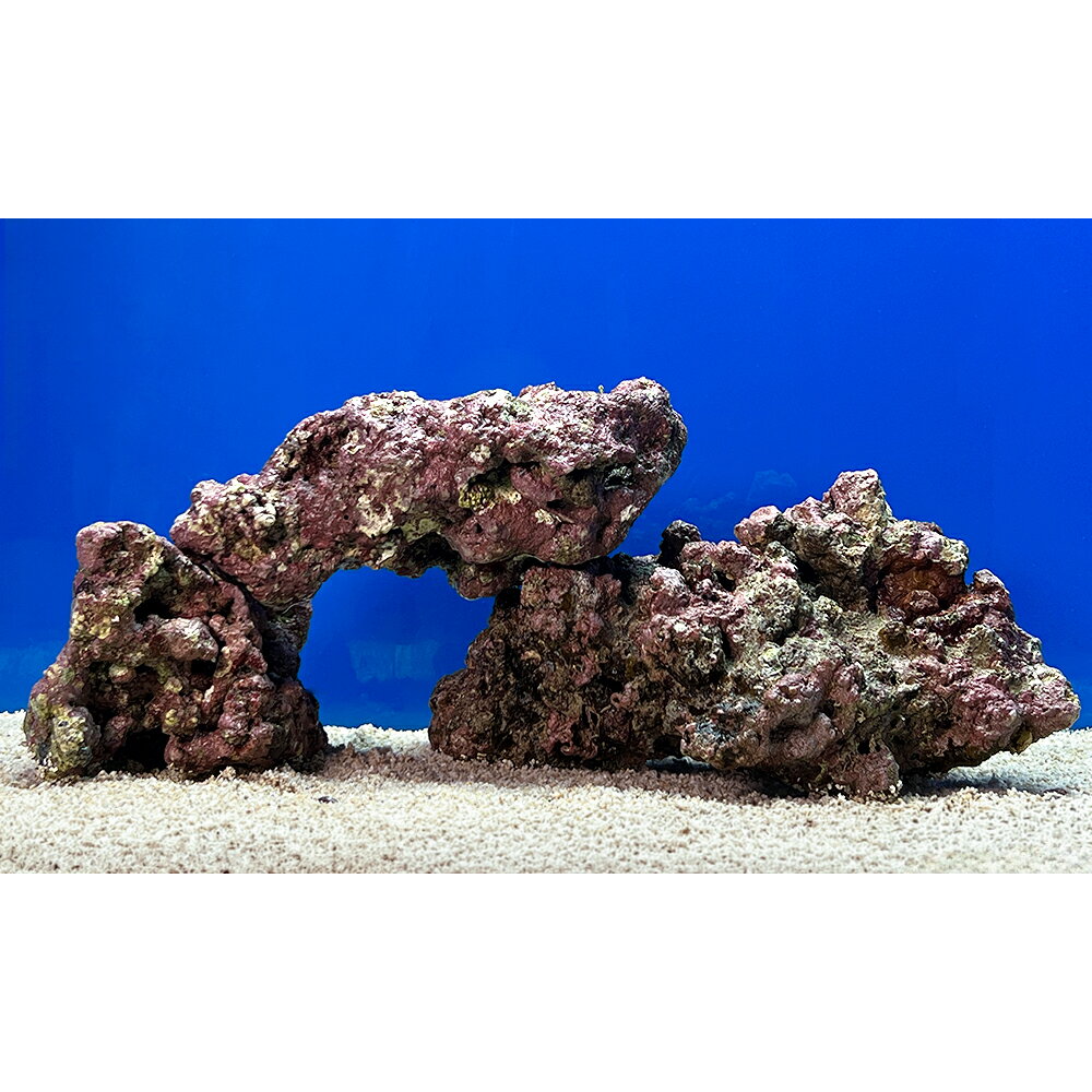 （海水魚）一点物　ライブロック（LLサイズ）　LR−3690（1セット）　北海道航空便要保温