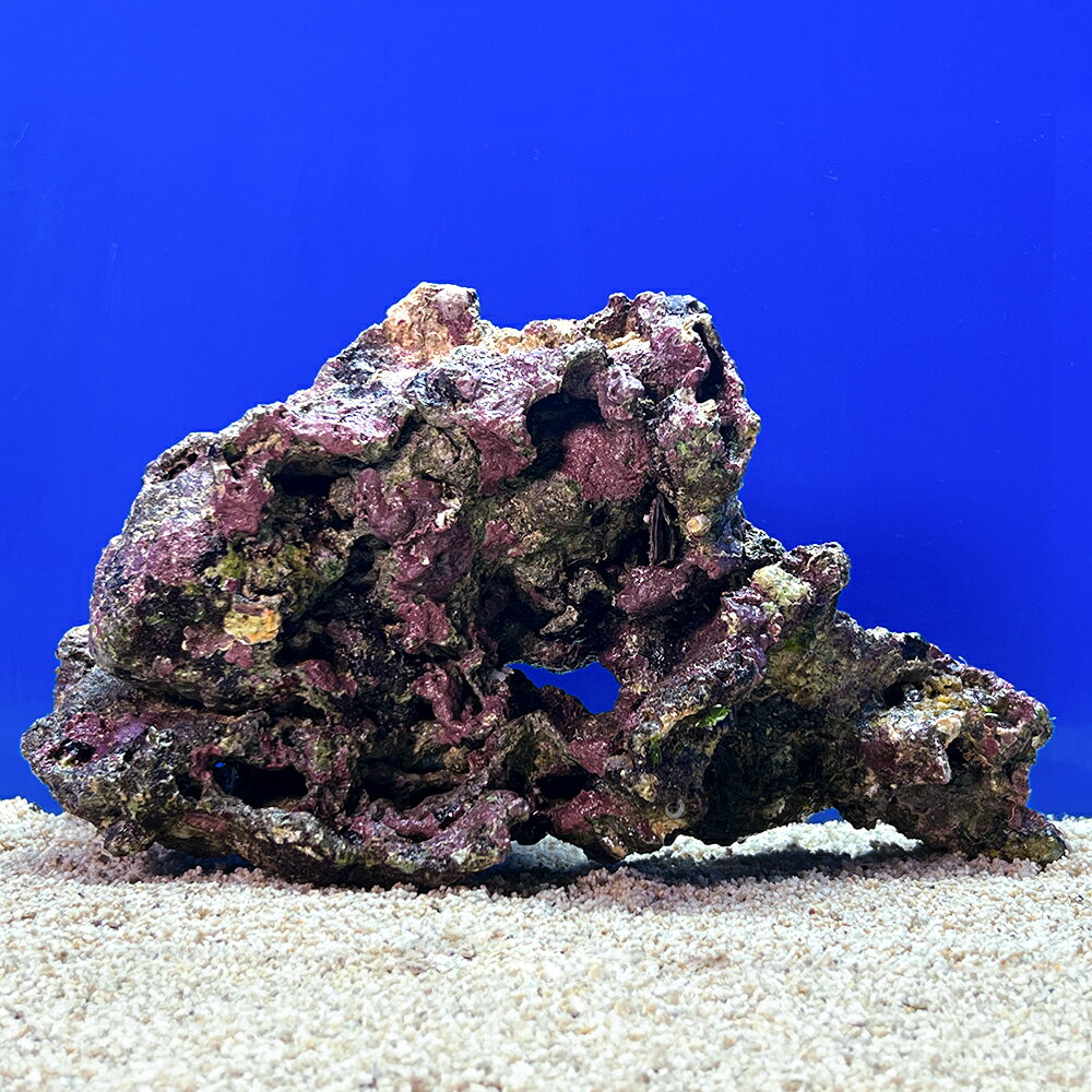 （海水魚）一点物　ライブロック（LLサイズ）　LR−3691（1個）　北海道・九州航空便要保温