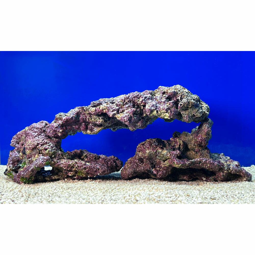 （海水魚）一点物　ライブロック（Lサイズ）　LR−3698（1セット）　北海道航空便要保温