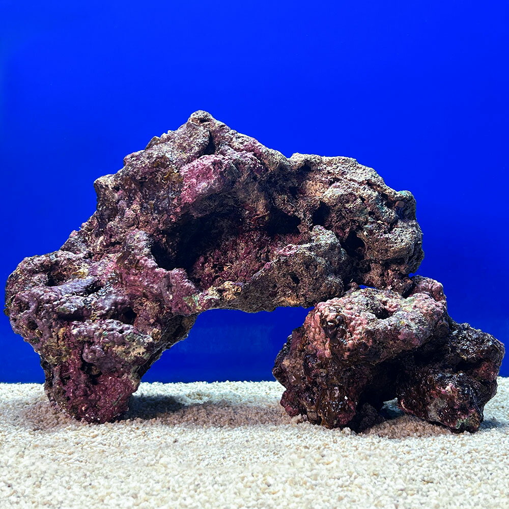 （海水魚）一点物　ライブロック（LLサイズ）　LR−3713（1セット）　北海道航空便要保温