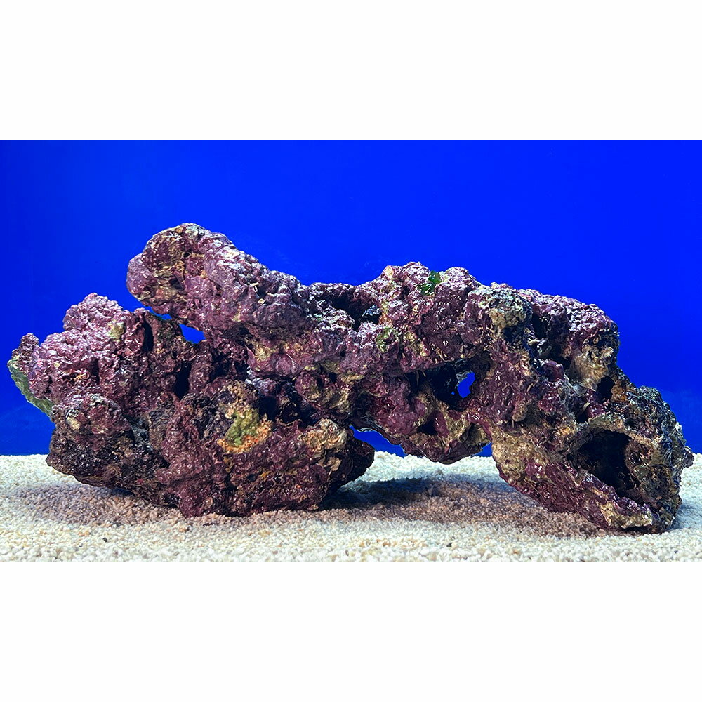 （海水魚）一点物　ライブロック（LLサイズ）　LR−3715（1セット）　北海道航空便要保温