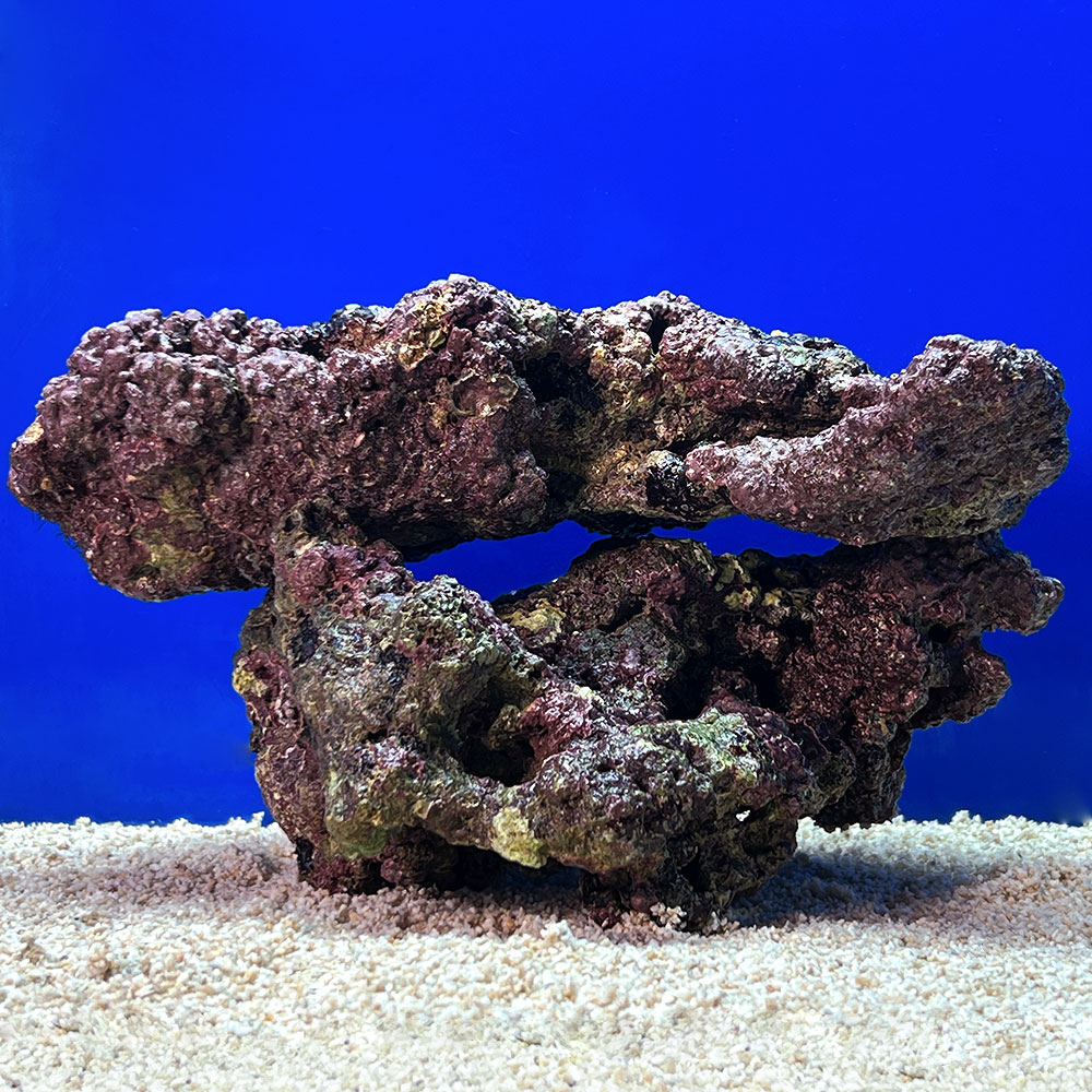 （海水魚）一点物　ライブロック（Lサイズ）　LR−3731（1セット）