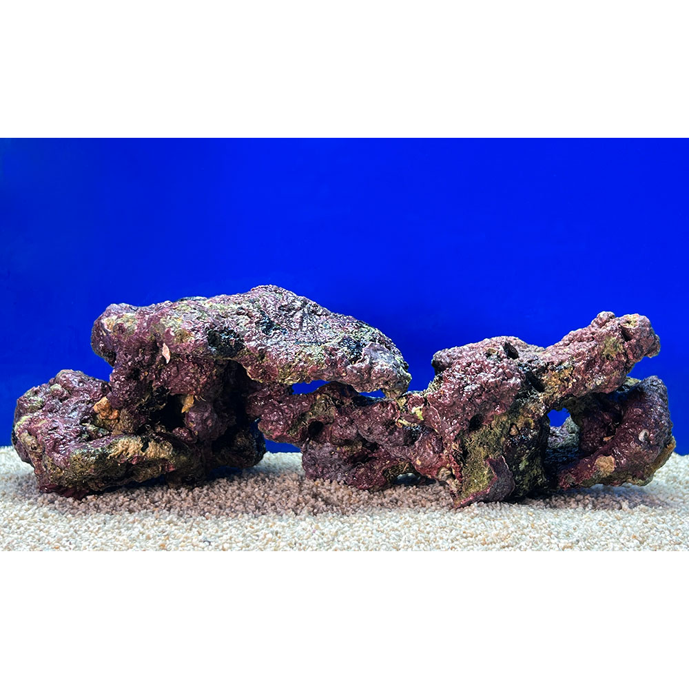 （海水魚）一点物　ライブロック（LLサイズ）　LR−3743（1セット）