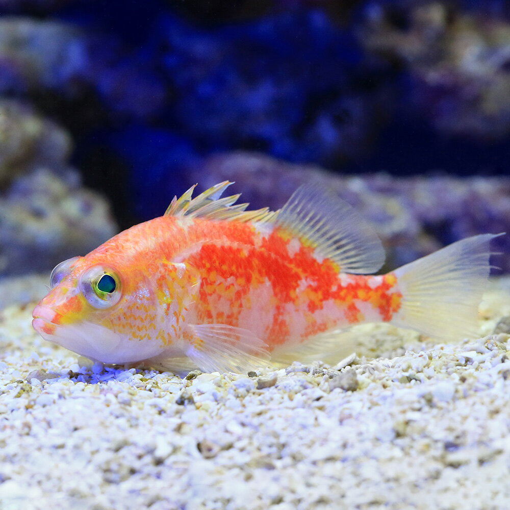 （海水魚）一点物　フジナハナダイ　MF－5152（1匹） 1