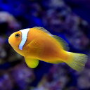 （海水魚）一点物　ホワイトボンネットアネモネフィッシュ（ワイルド）　MF－5192（1匹）