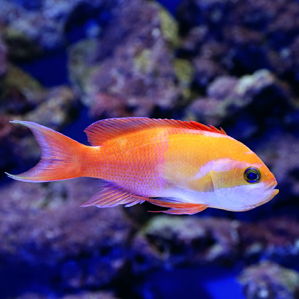 （海水魚）一点物　シロオビハナダイsp．　MF－5227（1匹）