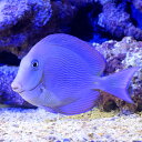 (海水魚)一点物 アトランティックブルータン MF−5616(1匹)