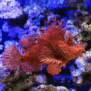 (海水魚)一点物 ボロカサゴ MF−5642(1匹)