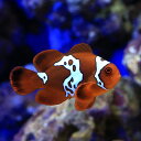 (海水魚)一点物 ライトニングマルーンクラウンフィッシュ(ブリード)MF-5694(1匹)
