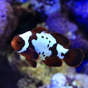 (海水魚)一点物 ライトニングマルーンクラウンフィッシュ(ブリード)MF-5695(1匹)