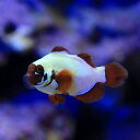 (海水魚)一点物 ゴールドナゲットマロン ショートボディ(ブリード) MF-5727(1匹)