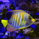 (海水魚)ヤッコ 一点物 沖縄産 ニシキヤッコ MF-5749(1匹)