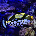 (海水魚)一点物 沖縄産 モンガラカワハギ MF-5750(1匹)