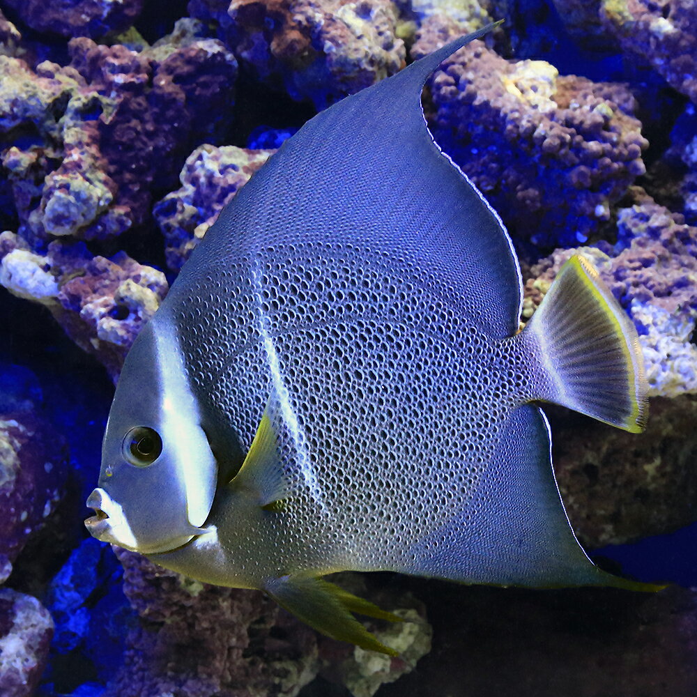 （海水魚）ヤッコ　一点物　フロリダ産　グレイエンゼル　MF−5828（1匹）
