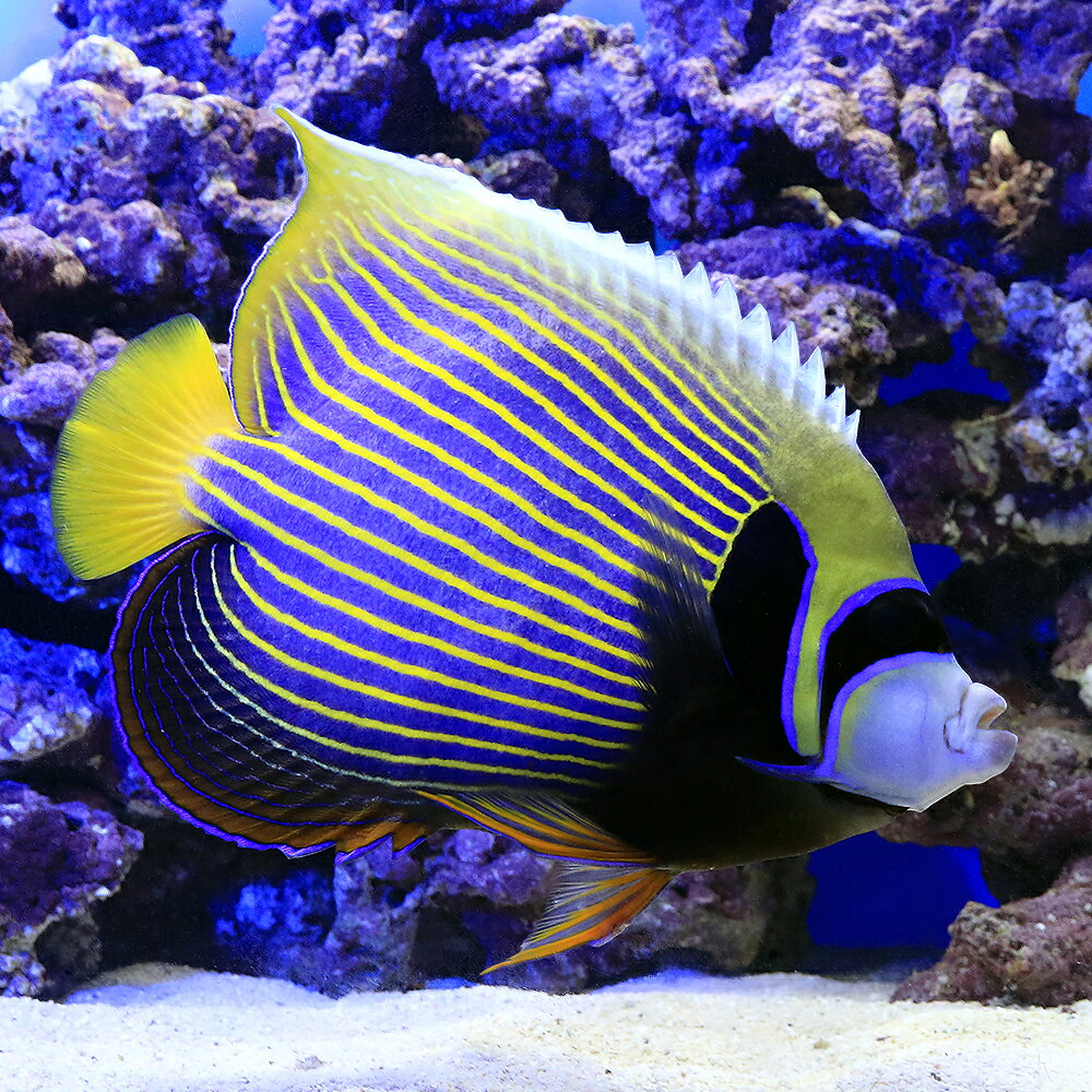 （海水魚）ヤッコ　一点物　沖縄産　タテジマキンチャクダイ　MF−5841（1匹）