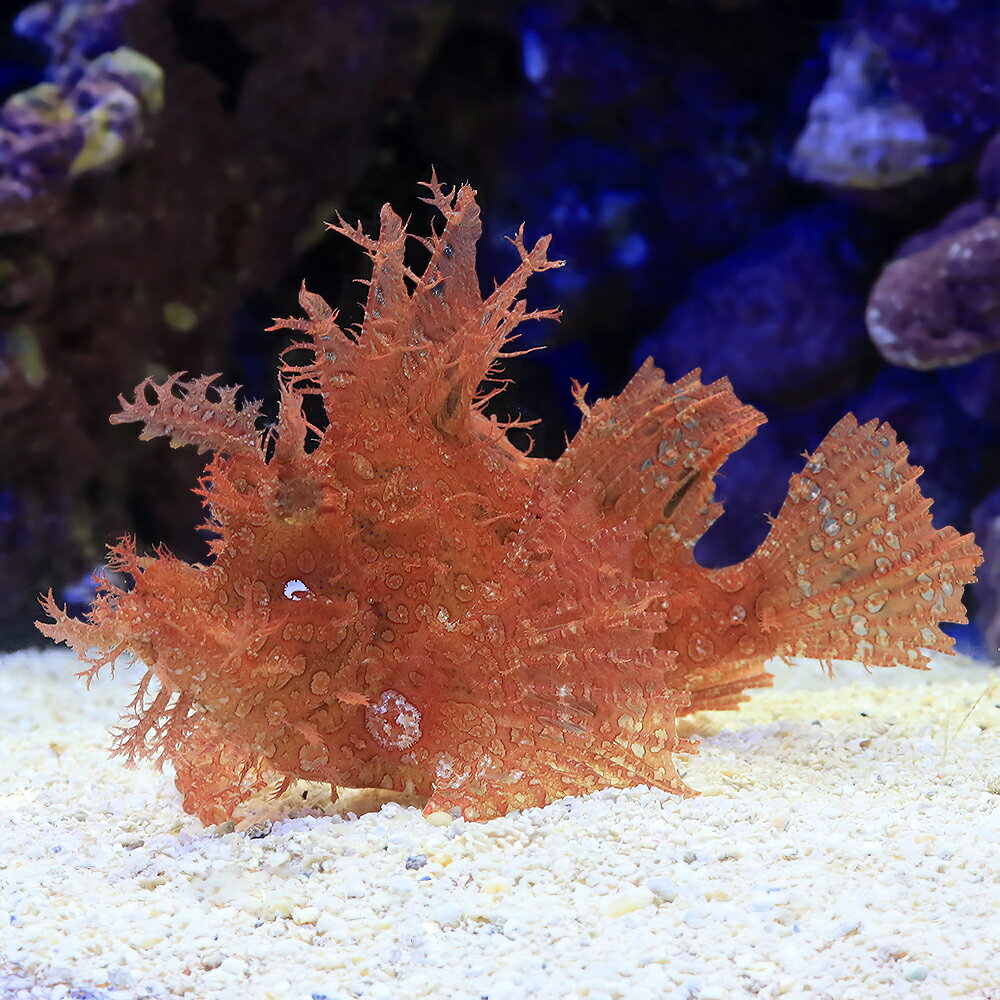 （海水魚）一点物　ボロカサゴ　MF−5865（1匹）