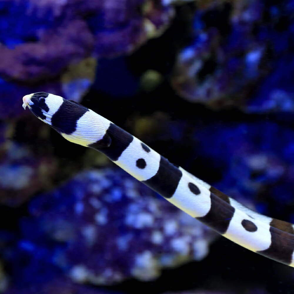 （海水魚）一点物　バンデットスネークイール　スポットタイプ（1匹）　MF−5873