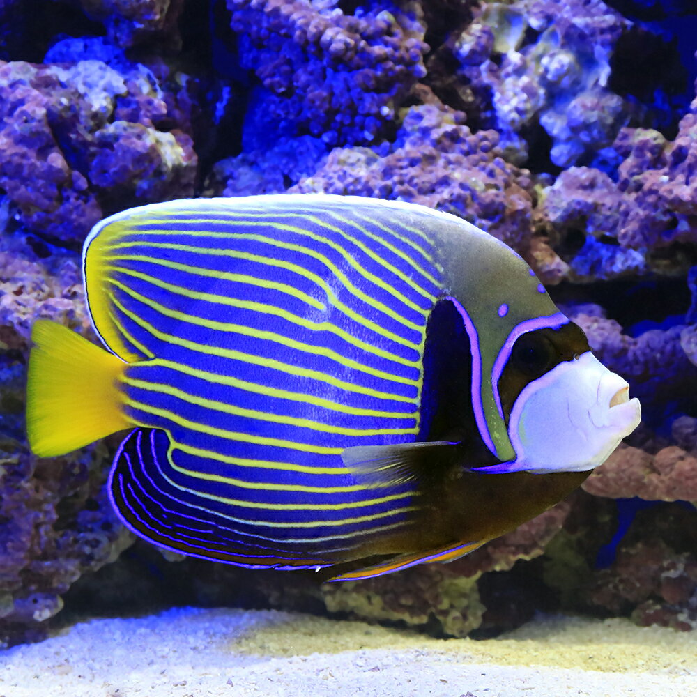（海水魚）ヤッコ　一点物　スリランカ産　タテジマキンチャクダイ　MF−5893（1匹）　北海道航空便要保温